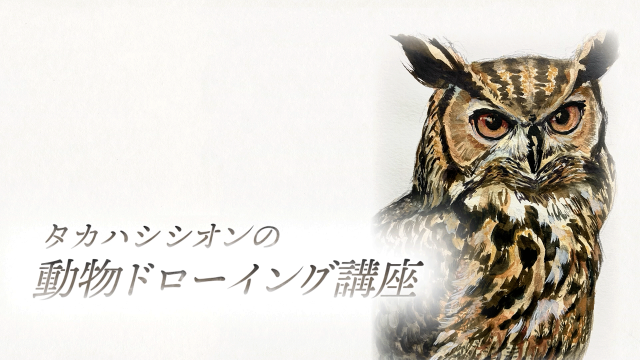 タカハシシオンの動物ドローイング講座～フクロウ～の画像1（サムネイル）