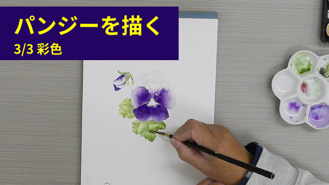 ボタニカルアート「パンジーを描く」 3/3 彩色の講座イメージ1（サムネイル）
